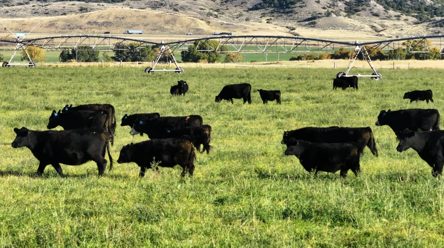 3-4 yr old, April – May calving, Ship Nov 1-15th!- BC1016A5